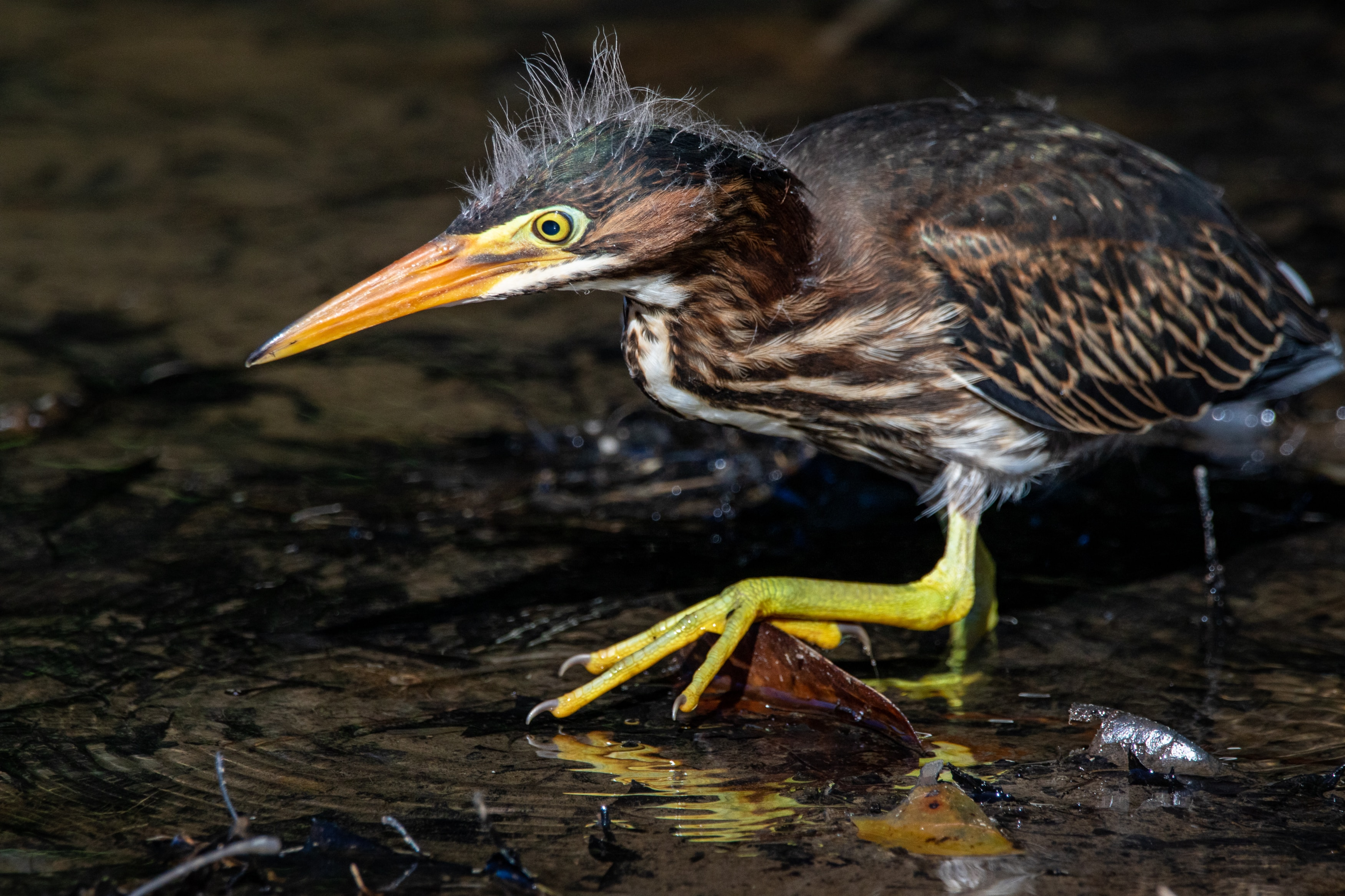 A green heron taking a cautious step over a leaf in shallow water