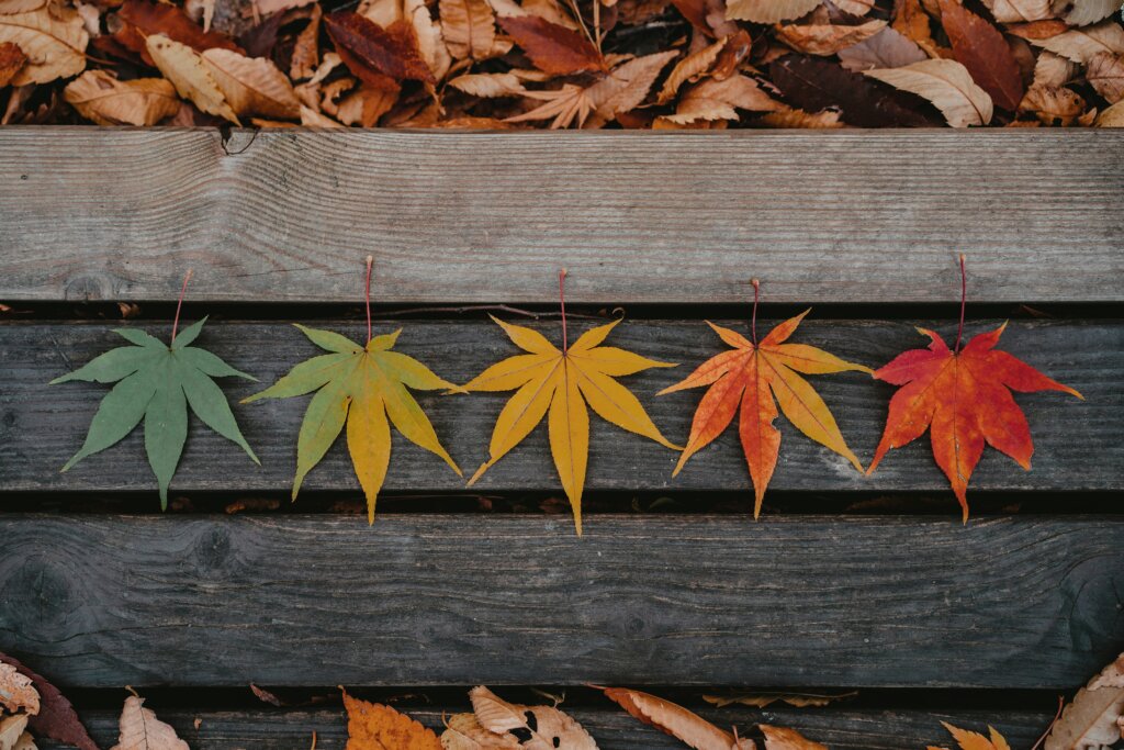Nearly identical leaves lined up on a park bench, starting at left with a green leaf, then a greenish yellow, then yellow, then orange, then red.