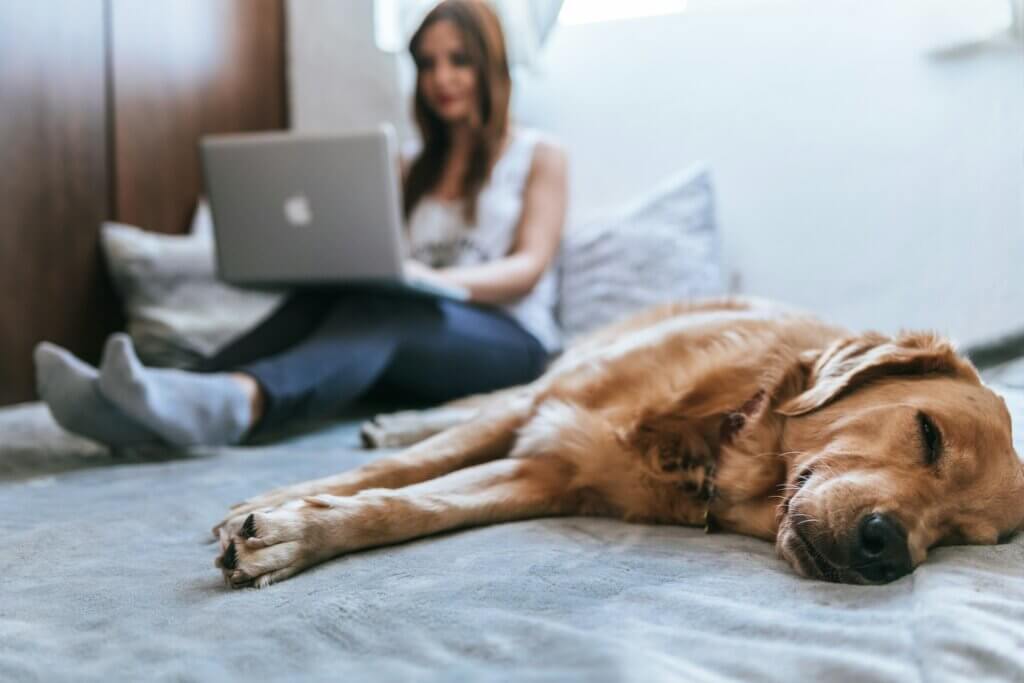 Feminine-presenting person sits upright in bed, using a Macbook latpop. In the foreground, a golden retriever is asleep on the bed.