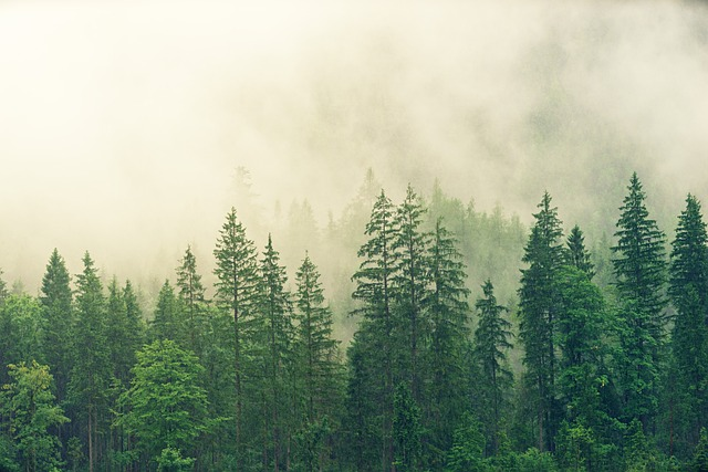 Forest of bright evergreen trees with foggy mist obscuring the view into the distance, representing stepping out of a "feeling lost" career phase and into clarity