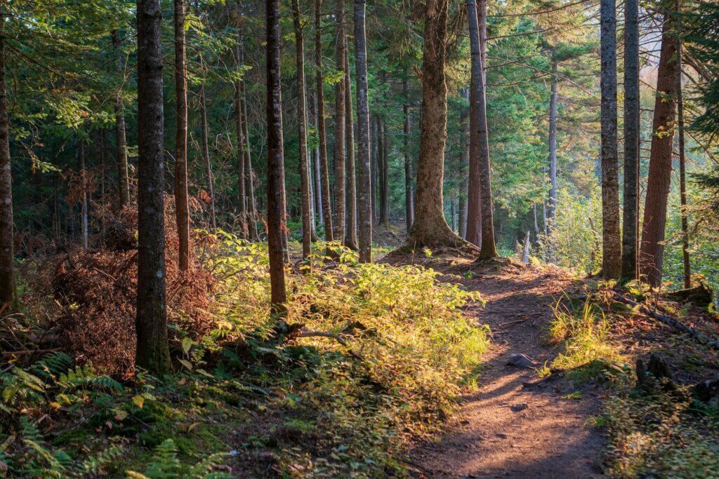 A curved forest path with dappled sunlight and tall skinny trees