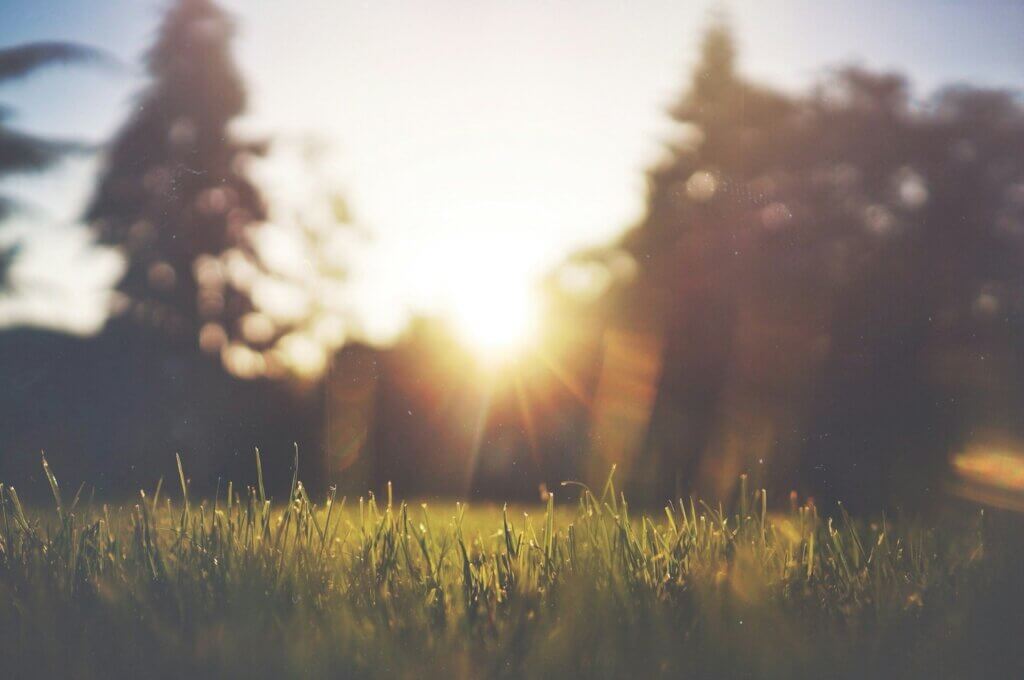 Morning sunlight on a grassy field; everything is out of focus except for the blades of grass closest to the camera