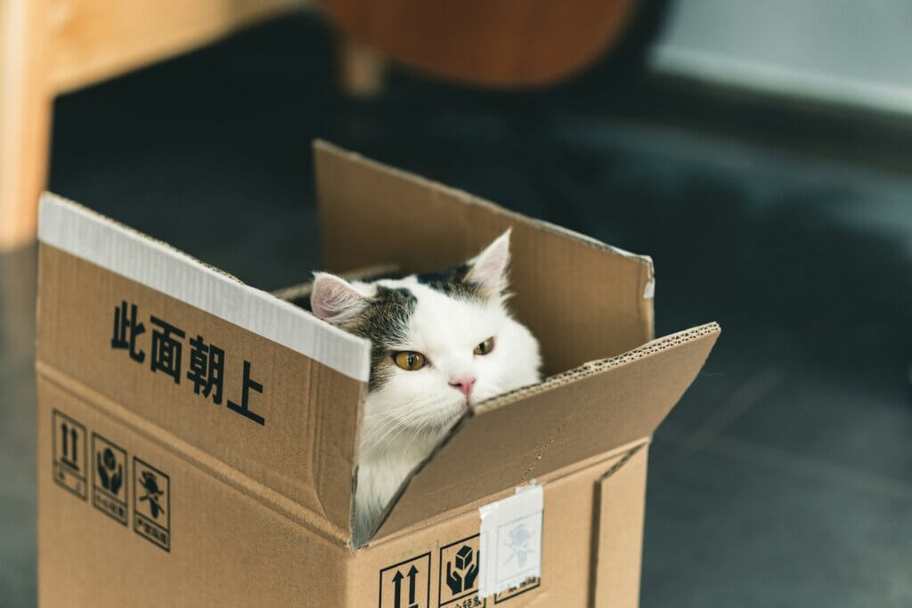 White cat with yellow eyes and brown markings on its head sits in an open cardboard box, symbolizing a comfort zone and the idea of taking risks in career exploration