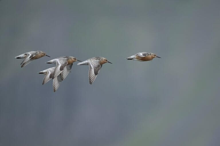 Hummingbirds in Flight