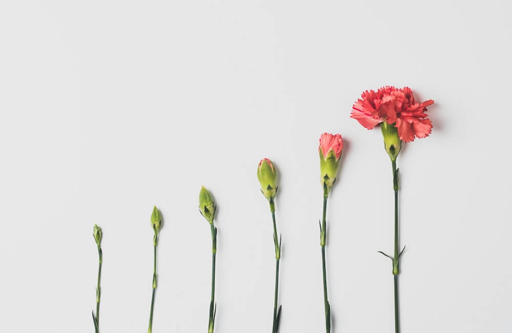 chrysanthemum flowers in various stages of growth, laid on a white surface
