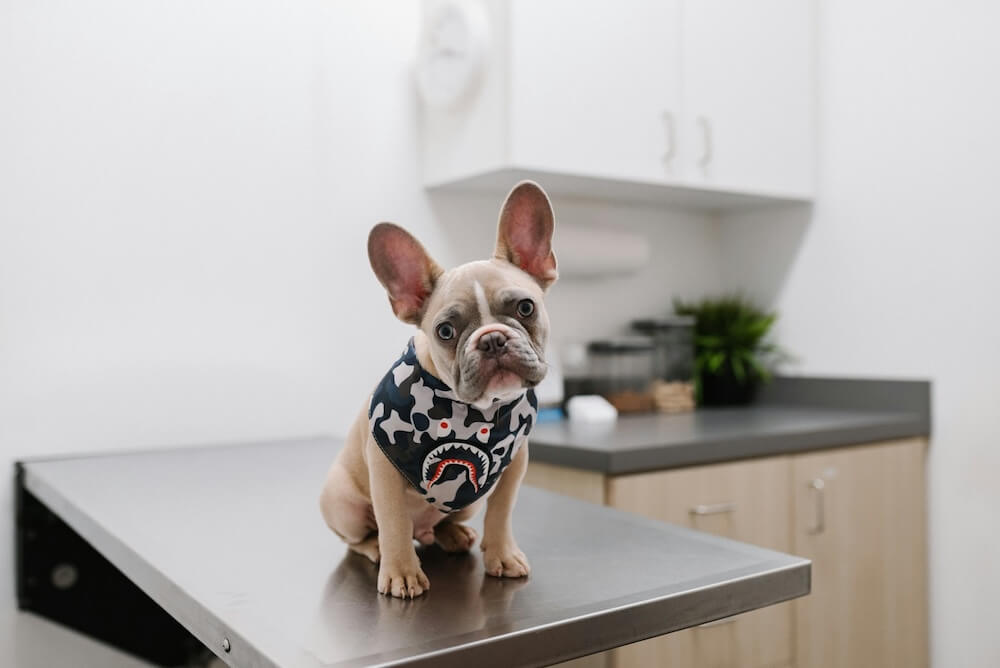a light brown Frenchie dog sits on the exam table in a veterinary office. the dog wears a patterned sweater and tilts its head while looking at the viewer