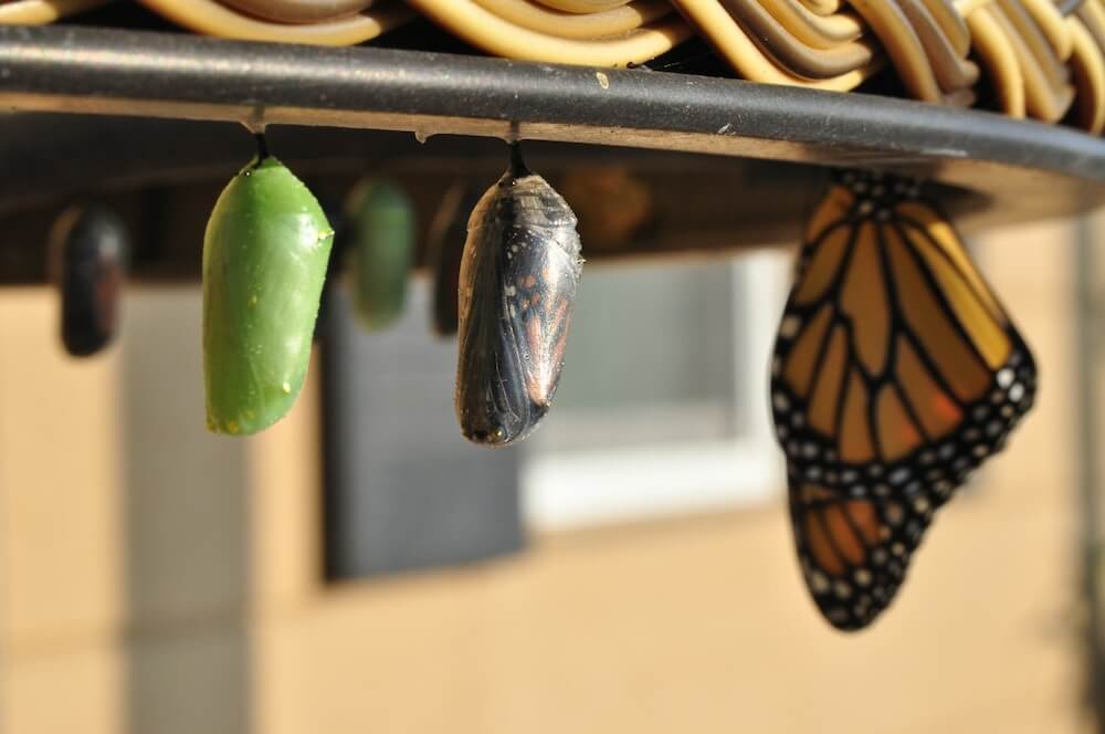 monarch butterfly chrysalises in various stages, including a butterfly, representing a change in careers