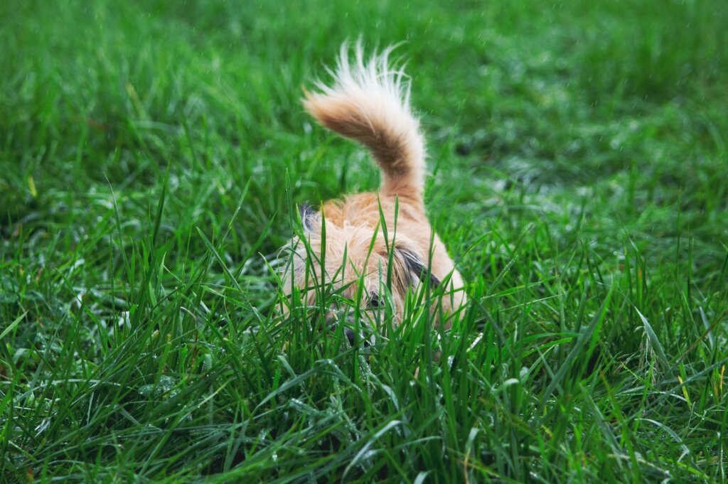 Small blonde dog crouches in grass with fluffy tail in the air. Its face is barely visible.