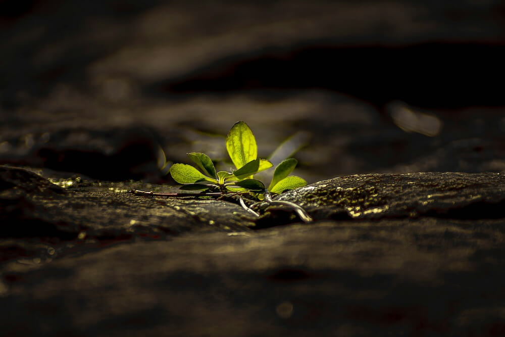 Dramatic lighting illuminates a small leafy green plant growing in a dark patch of soil and tree roots. The illuminated plant gives a sense of hopefulness and new beginnings.