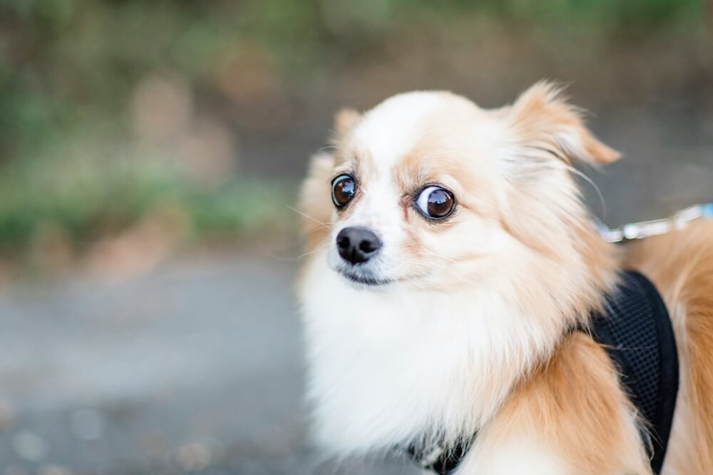 A small fluffy dog with white and light-brown fur wears a black harness. Its ears are folded back and its head tilts toward the camera, but it looks further sideways, displaying classic "whale eye" or side-eye. This makes the dog look comically skeptical.