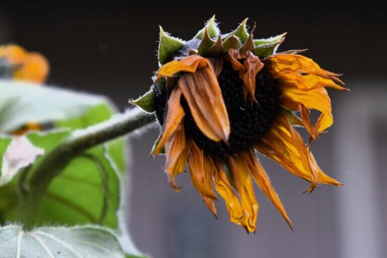 Closeup of a wilted sunflower